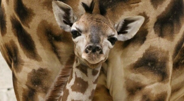 Nata una giraffa in uno zoo belga: la sorellina con la mamma durante il parto (e il papà a distanza)