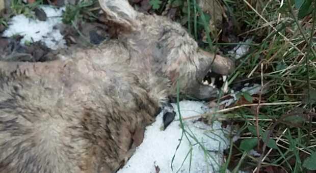 Femmina di lupo morta nel parco degli Aurunci, forse uccisa da uno sparo