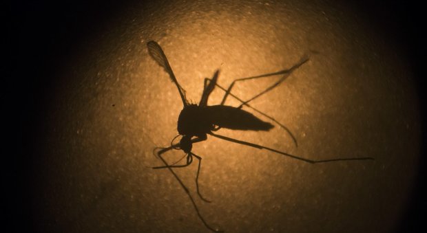 Zika, il governo del Brasile rassicura: «Non c’è nessun motivo per rinviare i Giochi di Rio»
