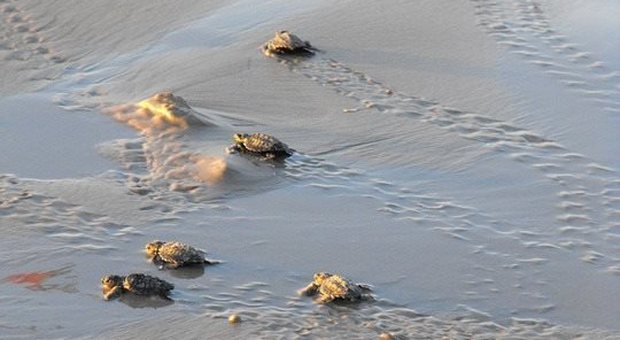 Due nidi di caretta caretta sulla costa leccese E a Manduria, la tartaruga disturbata dai bagnanti torna in acqua
