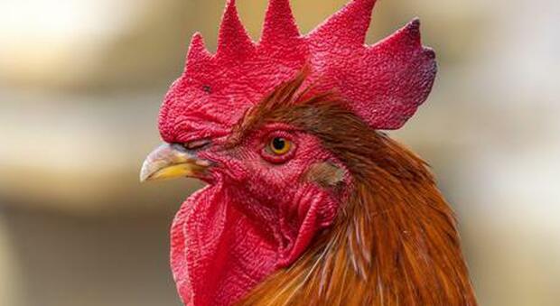 Il gallo canta alle 4.30 del mattino e disturba i vicini: proprietario multato di 166 euro