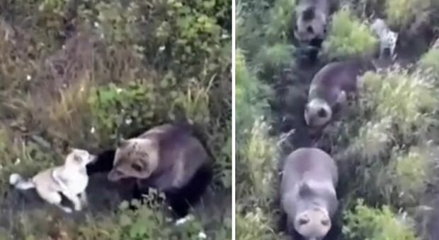 Cane scompare nei boschi, lo cercano con un drone e lo trovano a giocare con una famiglia di orsi