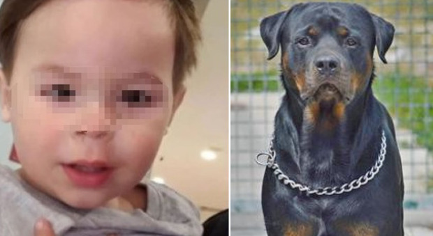 Bambino di due anni sbranato vivo da un Rottweiler davanti alla madre: «Ci stava giocando, poi è stato aggredito»