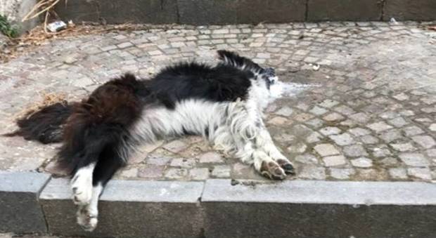 La strage dei cani in Irpinia: indagano carabinieri e Asl