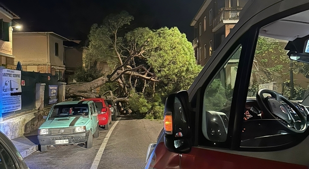 L'albero crollato sulle auto in sosta in via Ascoli Piceno