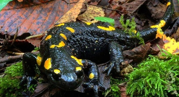 Nei boschi dei Berici è stata vista una salamandra