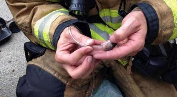 Casa a fuoco, i pompieri salvano e rianimano con l'ossigeno una famiglia di criceti