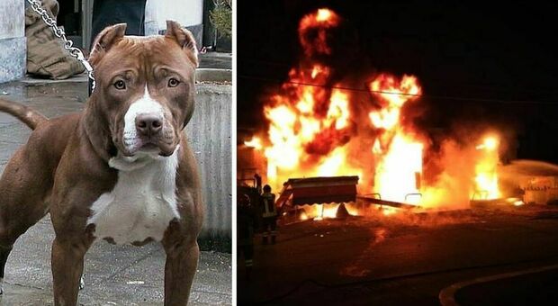 Pitbull eroe salva la vita alla padroncina 15enne ma muore tra le fiamme dell'incendio della casa