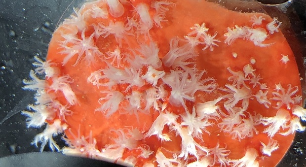 Corallo cresciuto in laboratorio