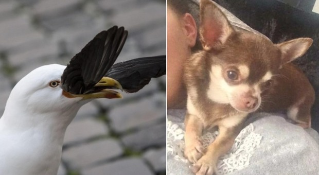 Chihuahua catturato e "rapito" da un gabbiano: l'appello della padrona per trovarlo
