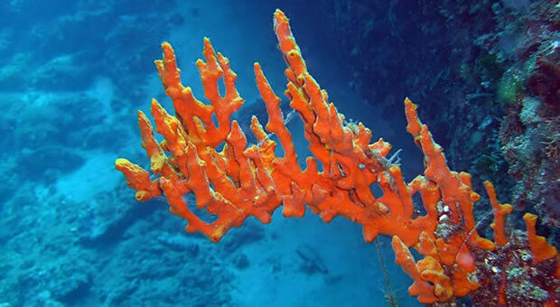 Furti di corallo in aree protette, 7 rinvii a giudizio nel Napoletano
