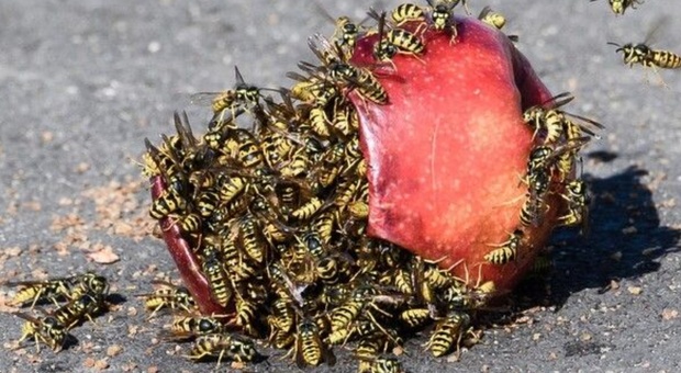 Attaccati dalle vespe durante il picnic: 8 persone finiscono in ospedale, un bimbo sotto osservazione