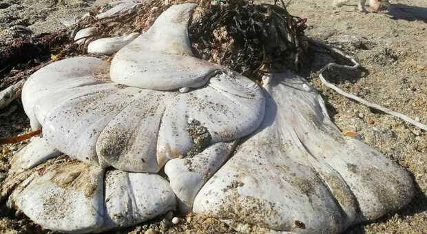 Cornovaglia, misteriosa creatura arenata sulla spiaggia: potrebbe trattarsi del rarissimo "blob bianco"