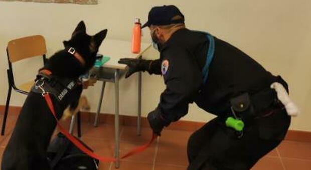 Corridonia, blitz dei carabinieri con il cane nelle scuole: trovato hashish, studente nei guai