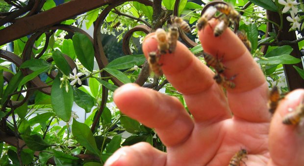 Rischia la vita per una puntura di un'ape: colpito da choc anafilattico