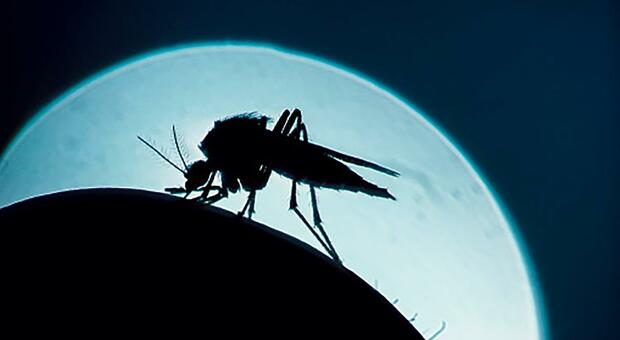 La zanzara della malaria in Italia dopo 50 anni. «Innalziamo i controlli»