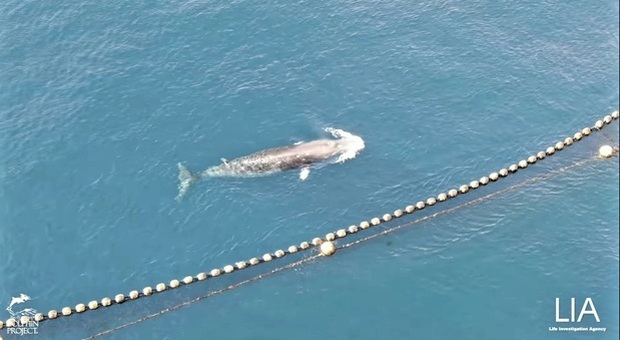 Balena muore dopo 18 giorni di prigionia. Inutili le proteste degli animalisti