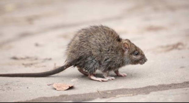 Epatite dei topi, il primo caso al mondo su un uomo: «Contaminato dal cibo»