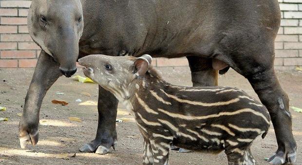 Roma, nato un tapiro al Bioparco: è stato chiamato Staffello