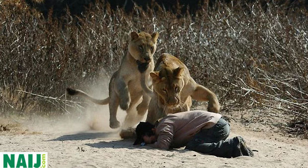 "Sono un profeta che parla agli animali", ma il leone cerca di sbranarlo...