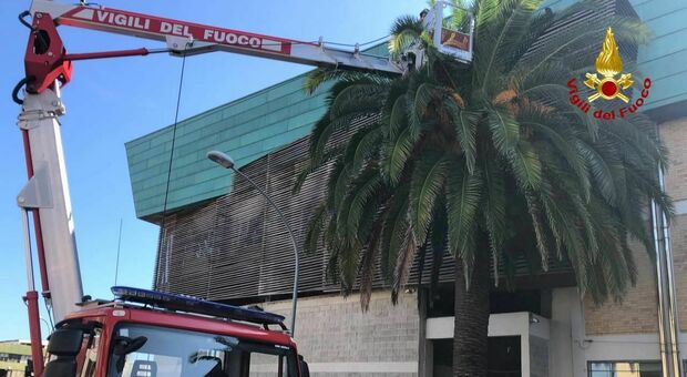 San Benedetto, si incendia una palma e scoppia il panico in piazza: scampato pericolo per un palazzo nelle vicinanze