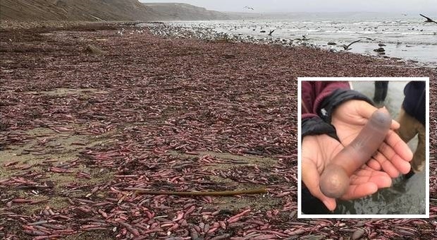 I bizzarri vermi marini gettati a migliaia sulla spiaggia californiana (iimagini pubblicate su Instagram da Bay Nature Magazine su cortesia di David Ford, la spiaggia, e Kate Montana, il particolare via iNaturalist)