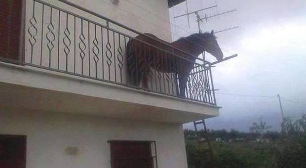 La foto Un cavallo affacciato al balcone: ecco perché