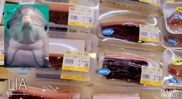 Giappone, prima strage di delfini dell'anno a Taiji. "Macellati e confezionati, sono finiti in vendita al supermercato".