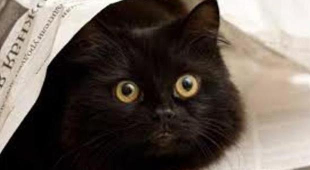 L'allarme Halloween si avvicina: hai un gatto nero? Tienilo in casa