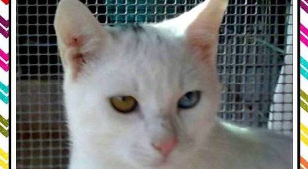 Bic, il gatto bianco con due occhi di colore diverso