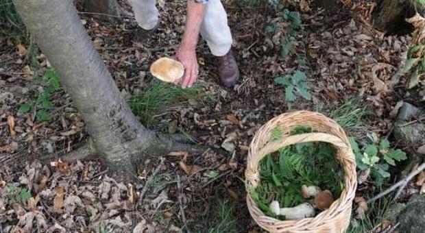 Mangia funghi raccolti nei boschi e muore in ospedale dopo tre giorni