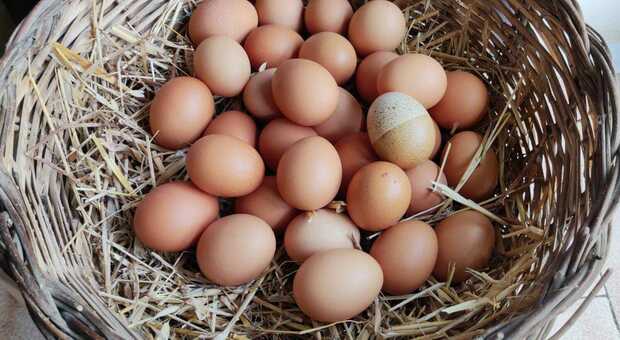 Uovo bicolore, quasi fosse disegnato: la scoperta all'interno dell'allevamento salentino