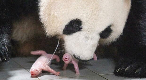 Gemelli di panda gigante nascono allo zoo: il parto record in Corea del Sud FOTO