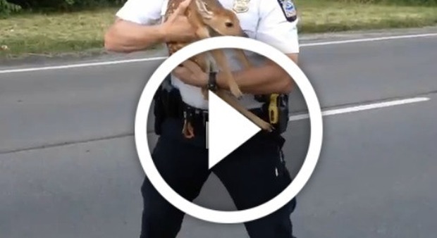 Il cucciolo di cerbiatto è spaventato: l'agente di polizia lo salva dalla strada