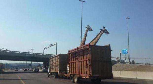 Tir trasporta giraffe, ma il ponte è troppo basso e una muore battendo la testa