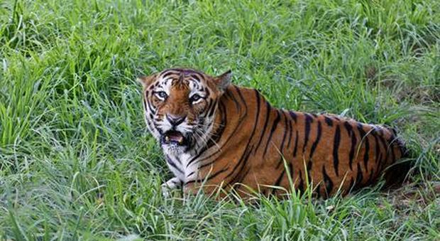 Cina, donna aggredita e uccisa da tigre in un parco naturale