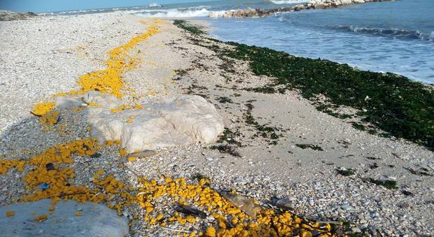 La sostanza gialla arrivata sulla spiaggia