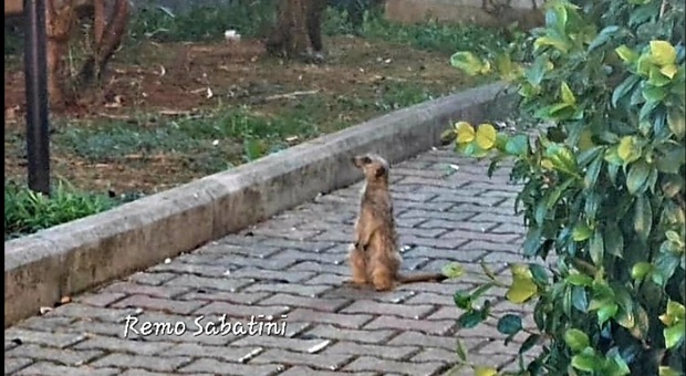 Un suricato si aggira per le strade di Roma: rintracciata la proprietaria
