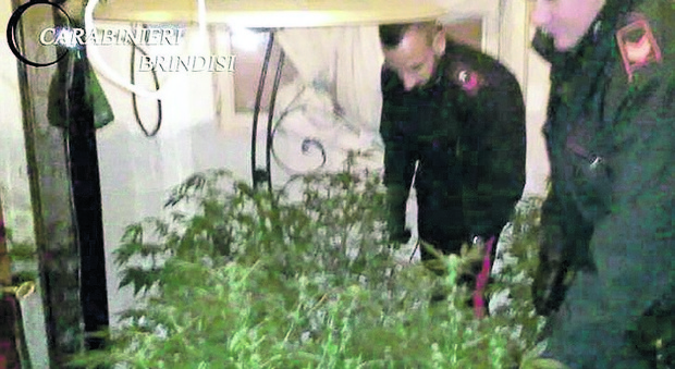 Luce gratis nella serra dove coltivava piantine di marijuana: arrestato