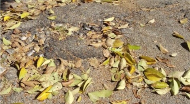 Mestre. Inciampa sulla radice coperta di foglie a San Giuliano: niente risarcimento, doveva vederla