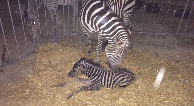 Nasce una zebra al circo Orfei «I bambino scelgano il nome»