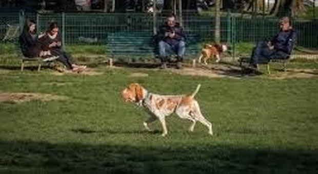 Allarme furti di cani dopo il lockdown, i dog-sitter a passeggio con la bodycam