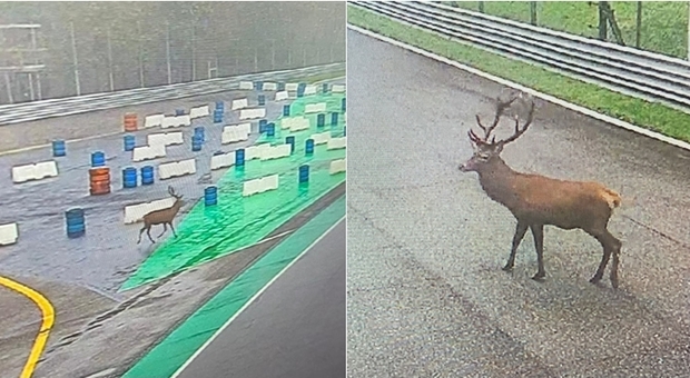 Il cervo della Reggia di Monza a passeggio sulla pista del Gran Premio