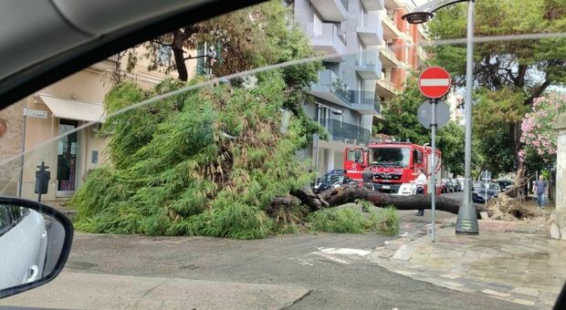 Un albero caduto alla Piazzetta San Lazzaro a Lecce