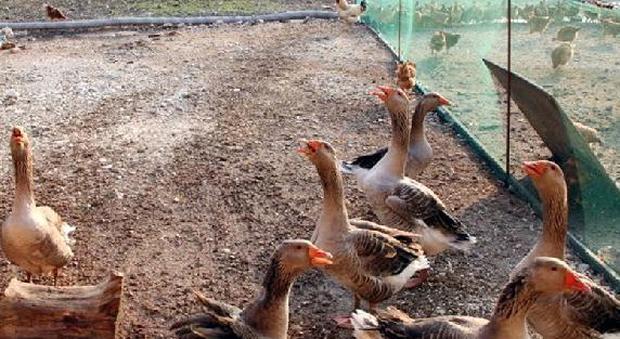 Crociata contro la puzza dei polli: «Non possiamo mangiare in giardino»