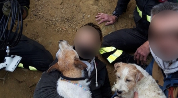 Due cani bloccati nella tana di un istrice, salvati dall'intervento dei vigili del fuoco