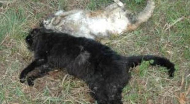 Dieci gatti avvelenati in 24 ore A Casacorba l'incubo del killer