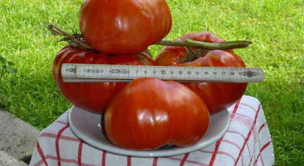 Tre super pomodori da 3,7 chili in un orto di una comunità religosa