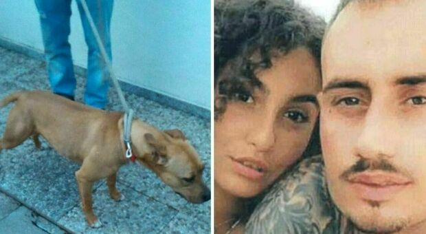 https://statics.cedscdn.it/photos/MED/41/76/8694176_04185605_giulia_loffredo_uccisa_pitbull_pigiama.jpg