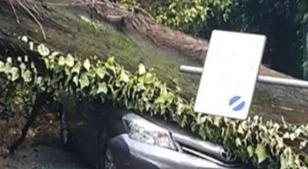 Cassia: alberi caduti su auto e sul tetto di una scuola per il forte vento. Chiusa la ferrovia per Civitavecchia